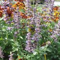 Agastache x 'Serpentine'
